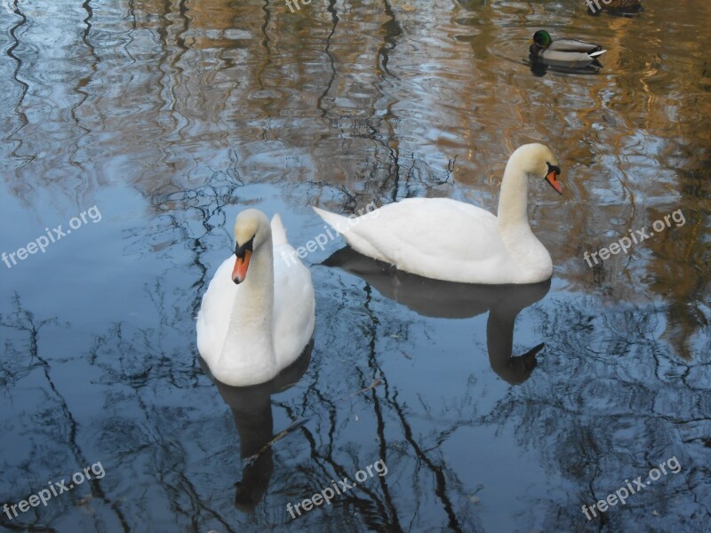 Swan Swans Water Bird Free Photos