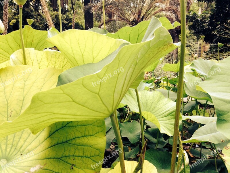 Leaves Lotus Plant Aquatic Plant Lily Pad