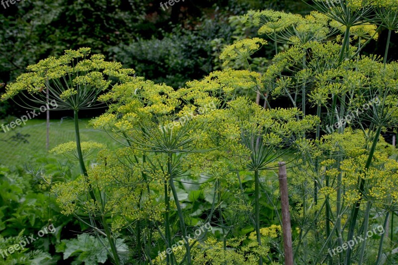 Garden Herbs Gardening Free Photos