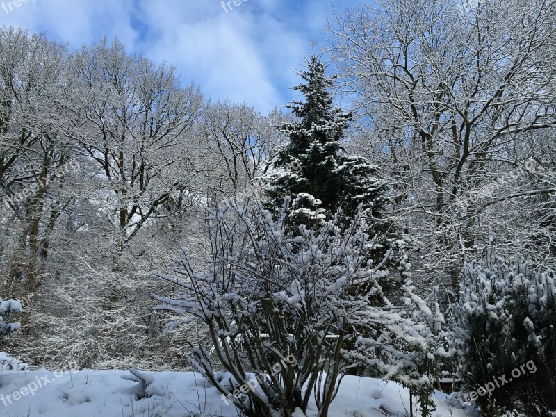 Winter Landscape Winter Forest Snow Trees