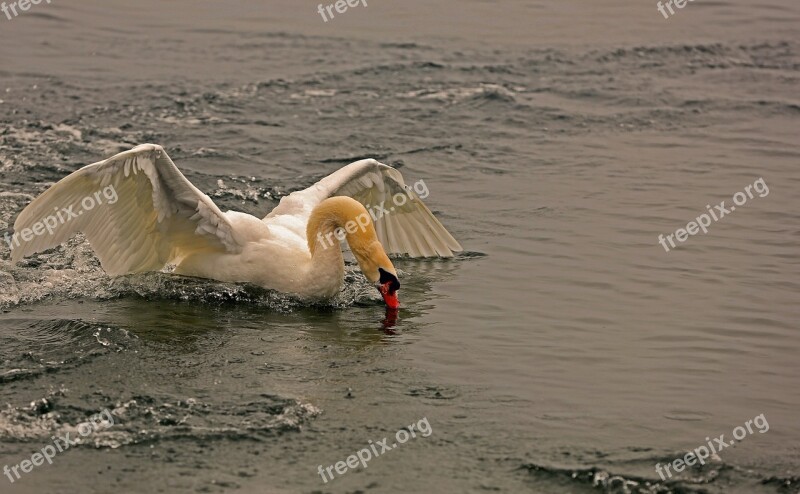 Swan Landing Water Nature Flying