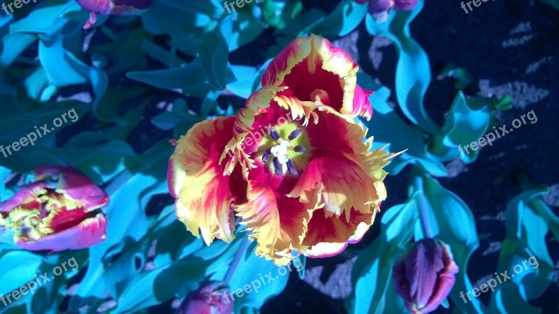 Tulip Flower Color Colorful Free Photos