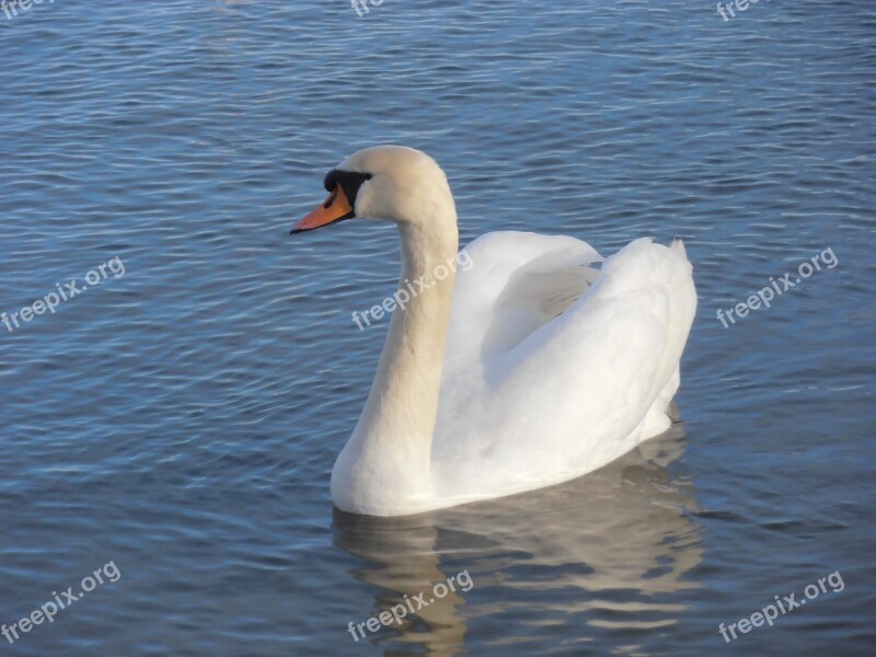 Swan Sea The Coast Nature Bird