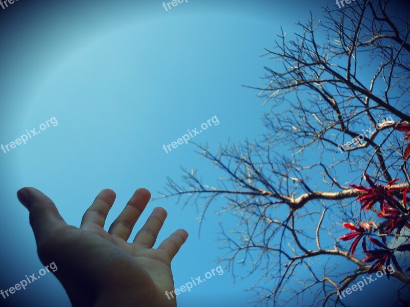 Hand Sky Nature Fingers Blue