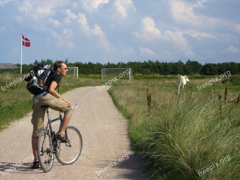 Bike Meadow Man Cow Denmark