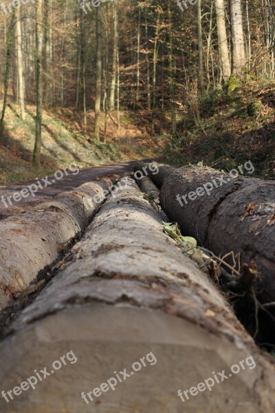 Forest Tree Nature Landscape Branch Branches