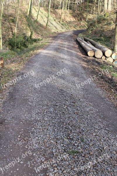 Away Forest Forest Path Trees Nature