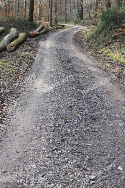 Away Forest Forest Path Trees Nature