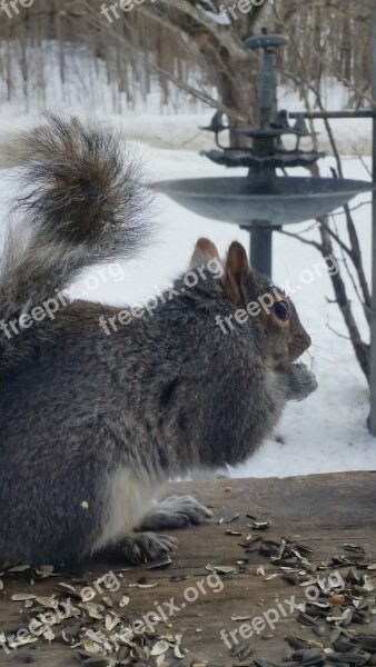 Squirrel Grey Animal Wild Rodent