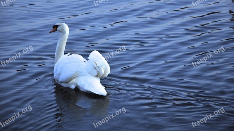 Lake Goose The Water Ripple Free Photos