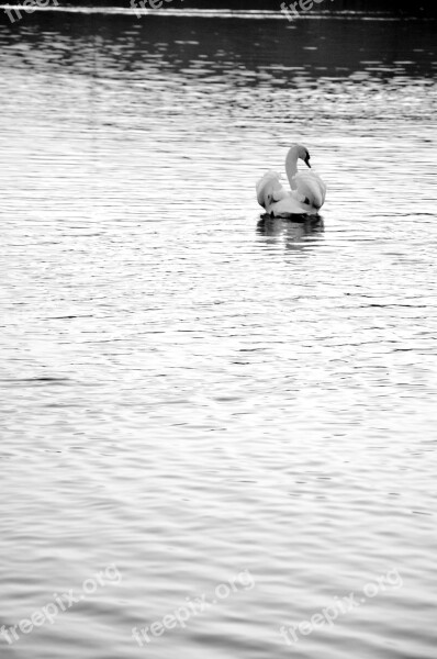 Lake Goose The Water Ripple Free Photos