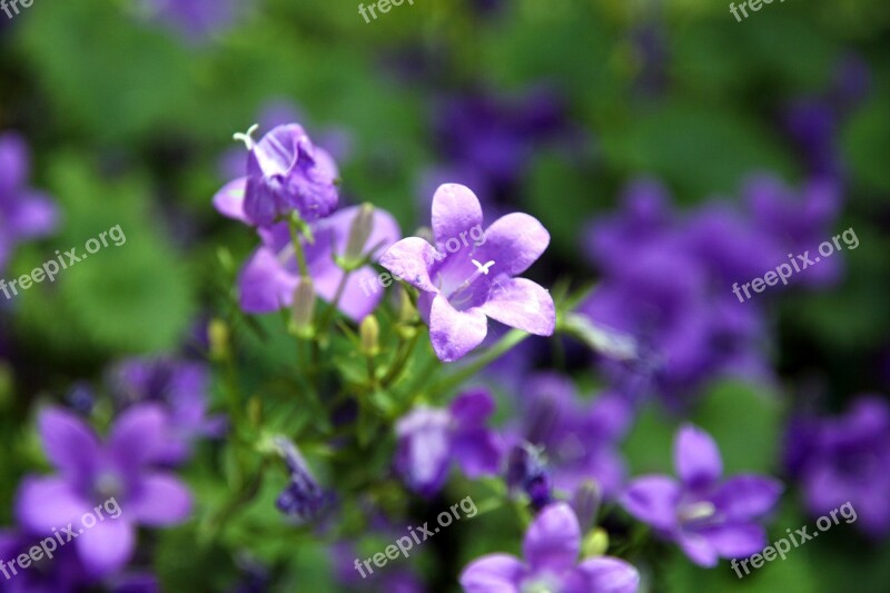 Purple Green Plant Nature Bright