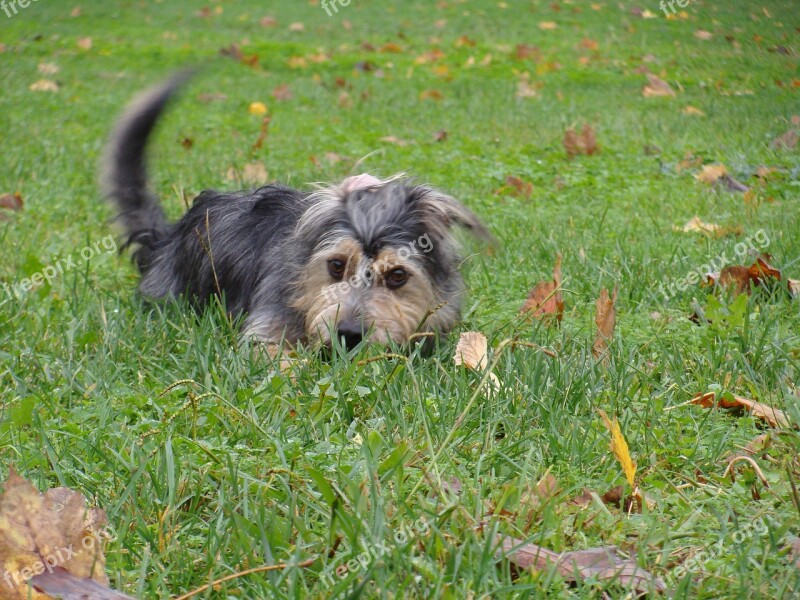 Sheepdog Dog Pet Puppy Animals