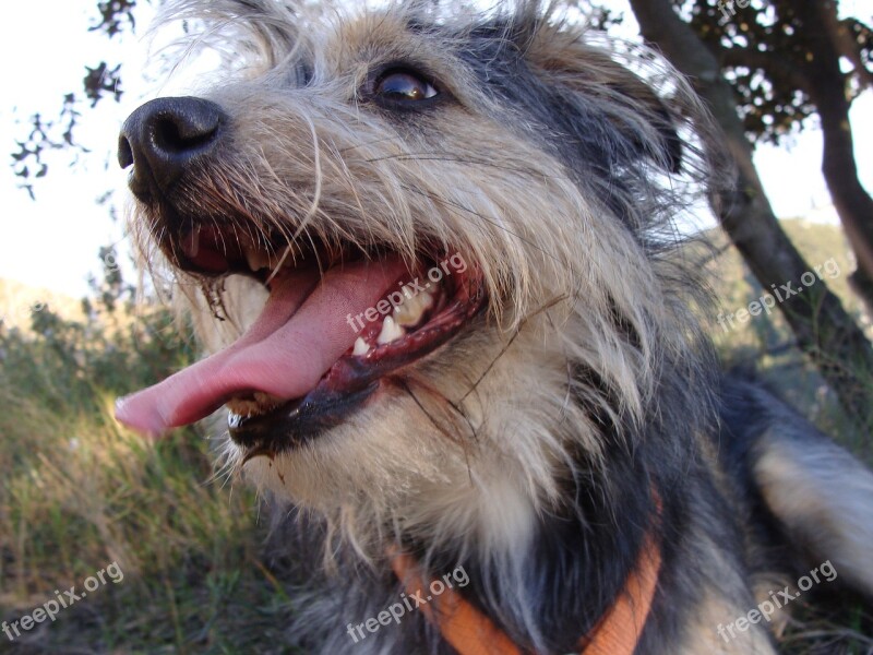 Sheepdog Dog Pets Profile Dog Animals