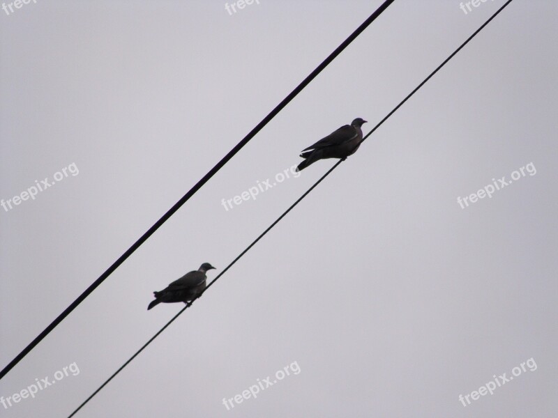 Pigeons Wood-pigeons Birds Nature Animal