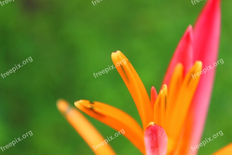 Flower Nature Orange Color Macro