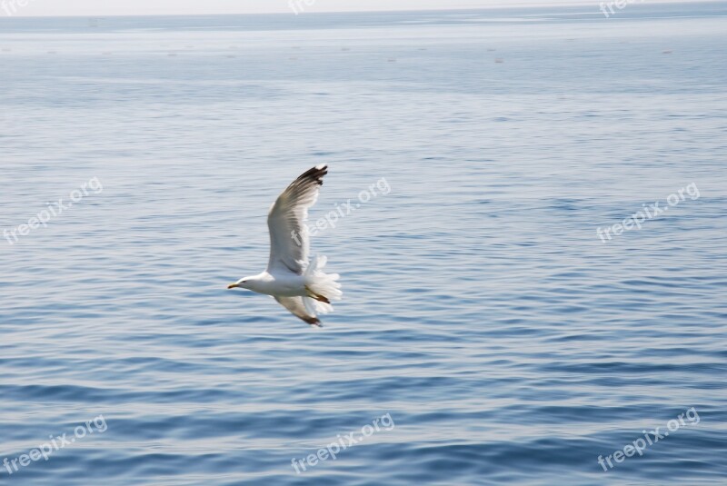 Sea Mediterranean Gull Bird Spain