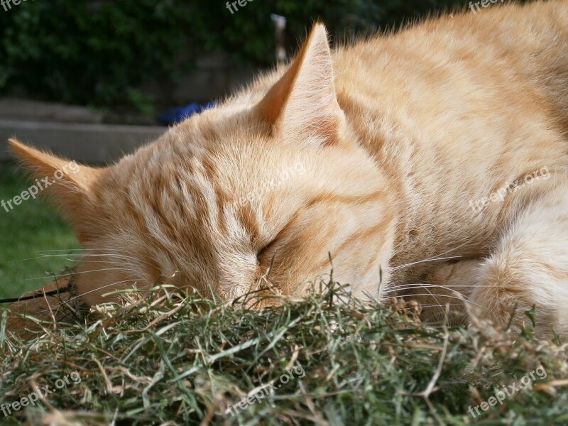 Cat Dormant Sleep Hay Animal