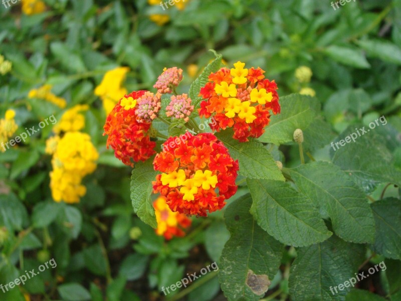 Flowers Shrub Spring Vegetable Nature