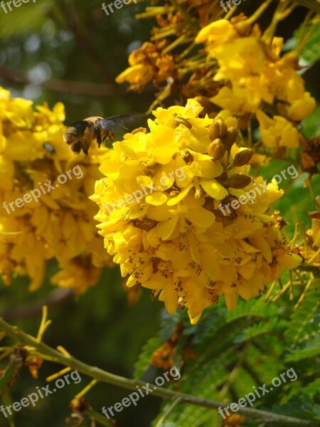 Bumblebee Flowers Tree Free Photos