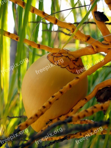 Palm Flower Coconut Plant Tropics