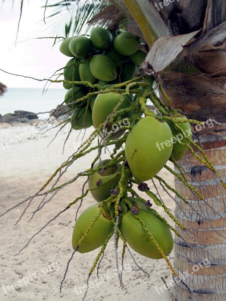 Palm Flower Coconut Plant Tropics