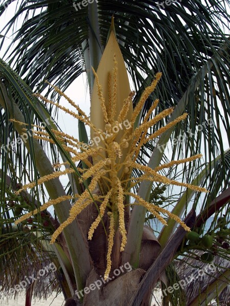 Palm Flower Coconut Plant Tropics