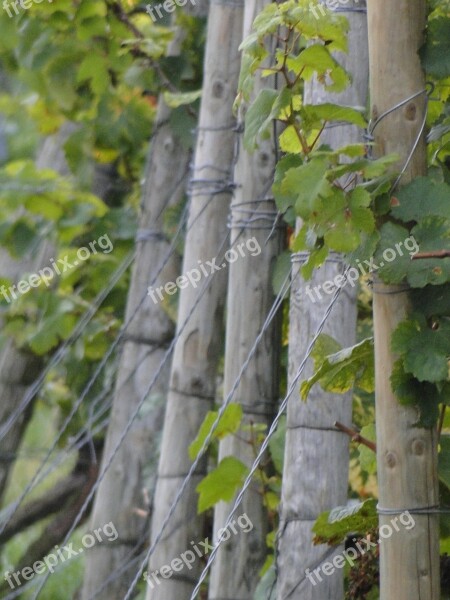 Vines Wingert Vineyard Vineyard Posts Post