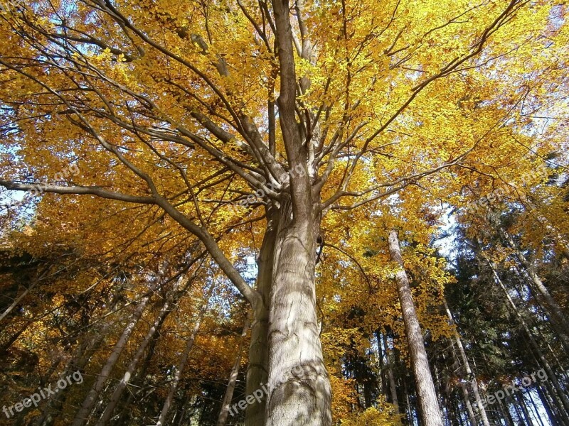 Tree Autumn The Crown Of The Tree Leaves Deciduous Tree