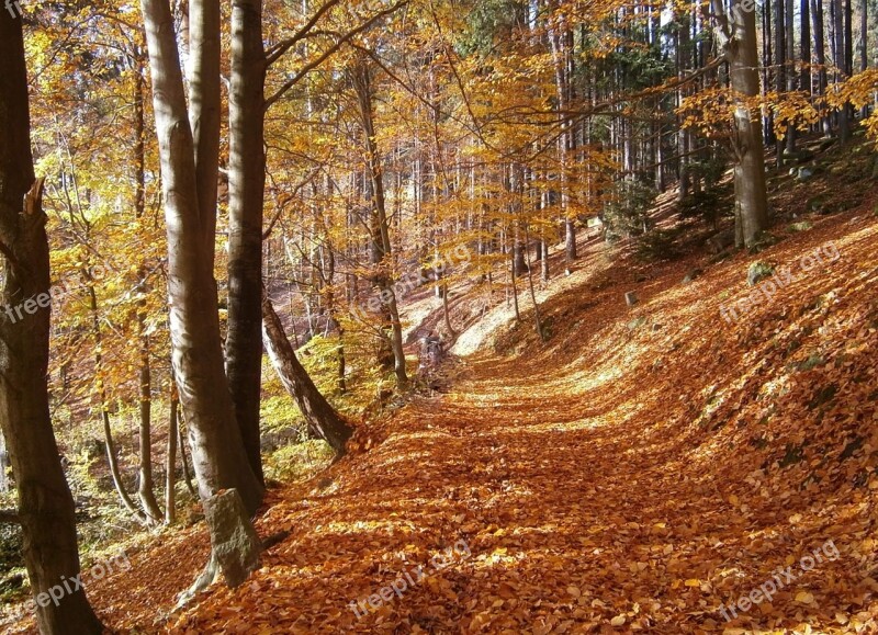 Autumn Forest Leaves Fallen Leaves Trees