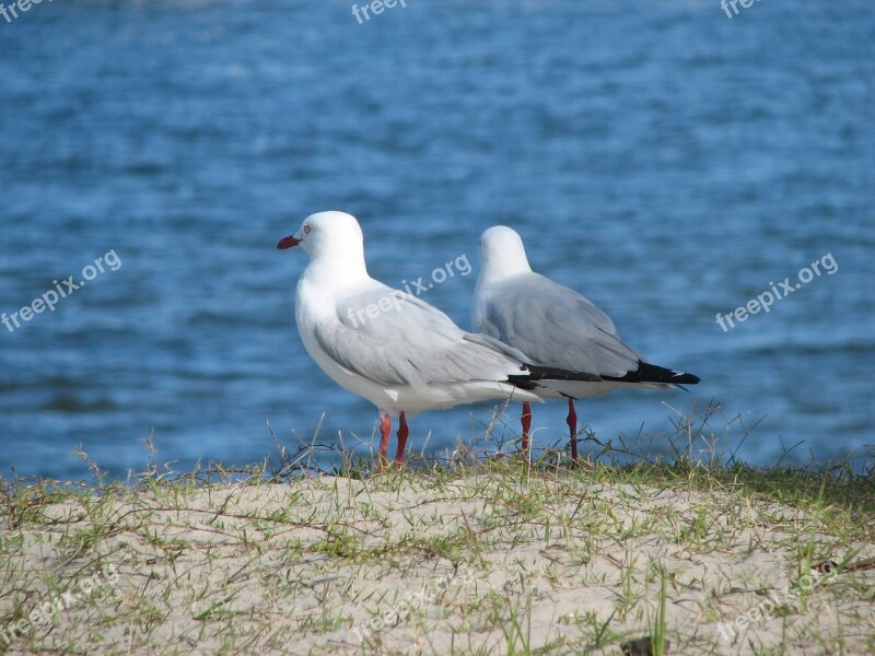 Seagull Bird Water Gull Animal