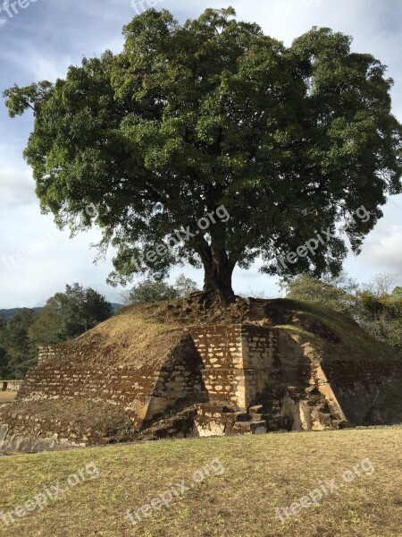 Mayan Ruins Tree Guatemala Mayan Ruin