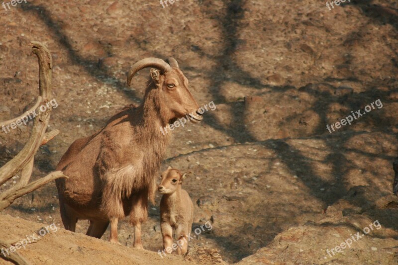 Capricorn Nature Animals Animal Free Photos