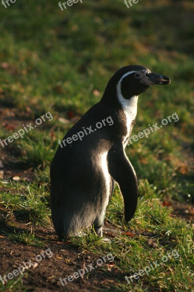 Penguin Nature Animals Animal Free Photos