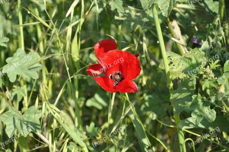 Flower Poppy Red Blossom Bloom