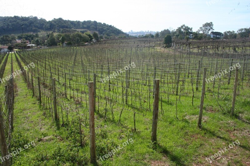 Vine Field Plantation Landscape Free Photos