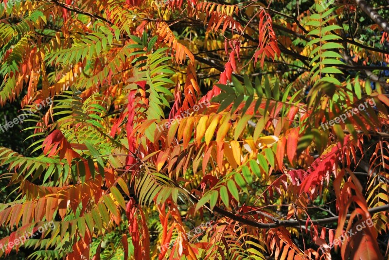 Foliage Colorful Autumn Nature Colored