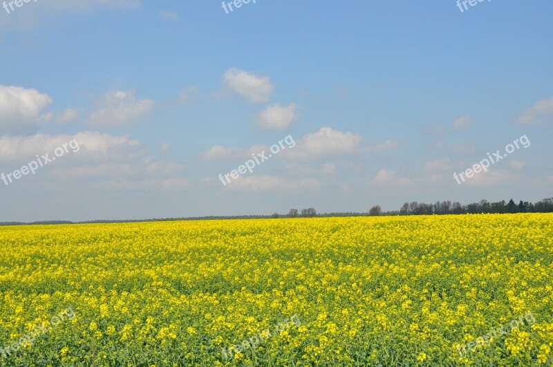 Field Rapeseed Spring Nature The Cultivation Of