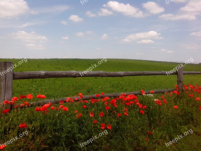 Spring Poppies Flowers Plant Fields