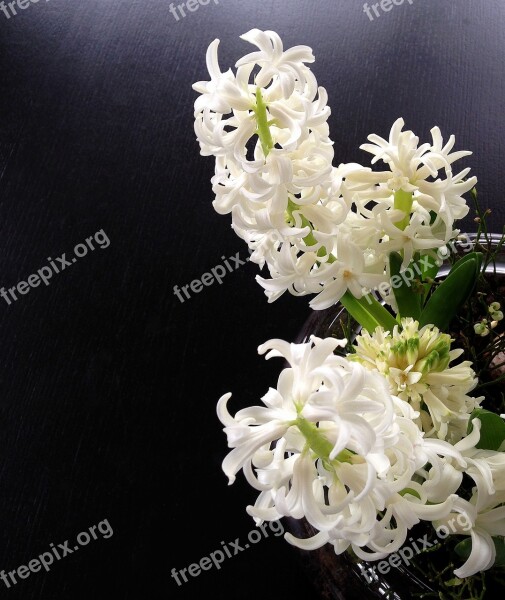 Hyacinth Hyacinths Sprung Hyacinth White Spring