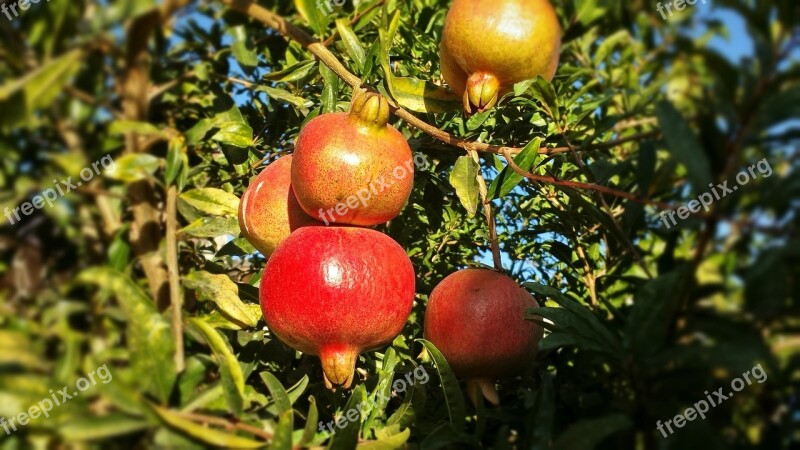 Fruit Red Pomegranate Healthy Food