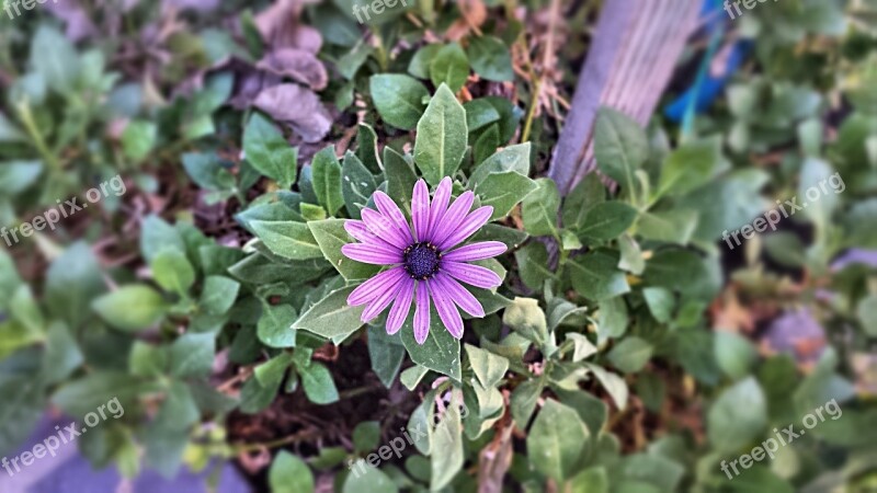 Flower Plant Garden Gardening Red