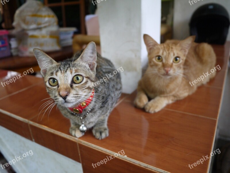 Cat Bali My Home Free Photos