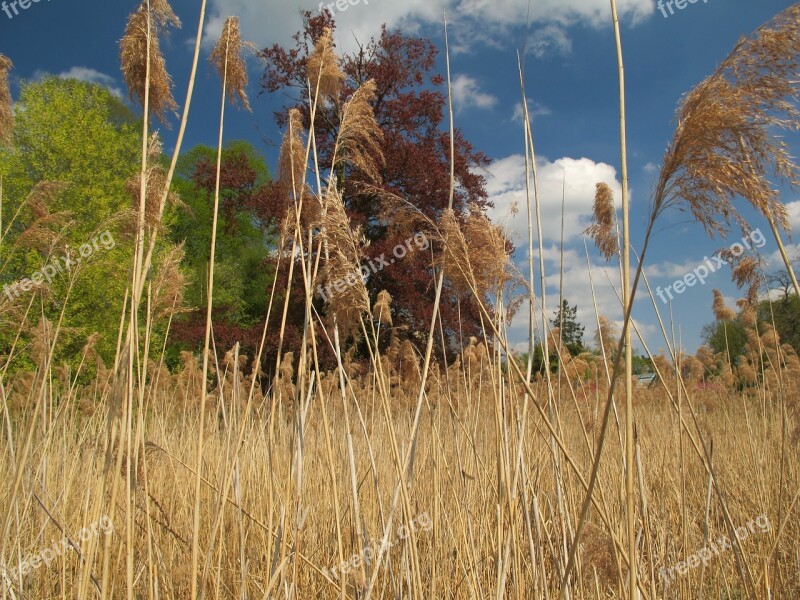 Reed Nature Color Games Spring Botany