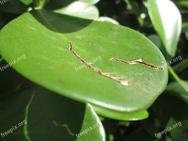 Leaf Green Cracked Leaves Garden