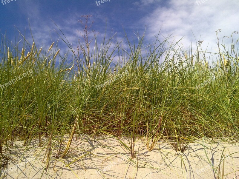 Reedbed Dune Beach Gotland Sweden