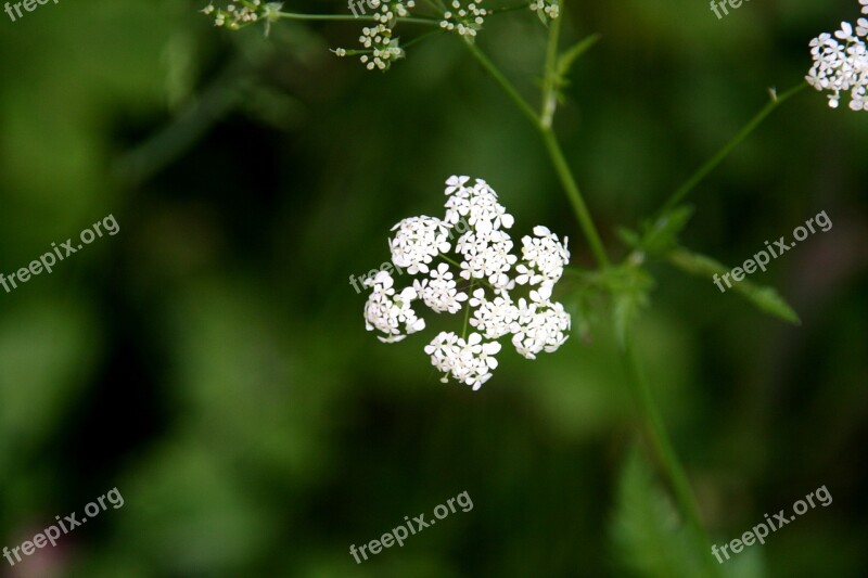 Cow Parsley Anthriscus Sylvestris White Flower Nature Plant