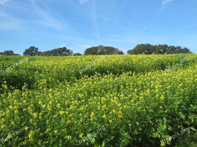 Pasture Nature Landscape Green South Limburg