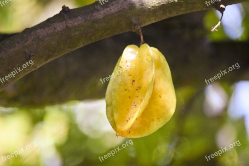 Starfruit Plant Fruit Bokeh Tree