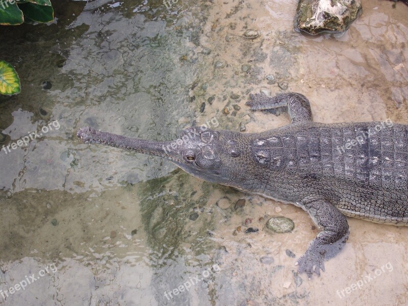 Crocodile Water Thrill Free Photos